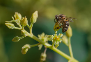European honey bee (apis mellifera), pollinating avocado flower (persea americana)
