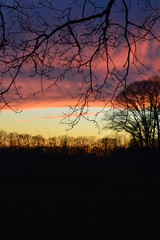 sunset in the forest