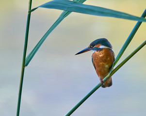 European Kingfisher (Alcedo atthis).