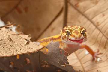 Leopard Gecko on leaf background - obrazy, fototapety, plakaty