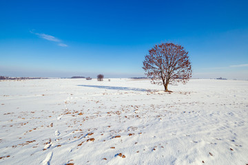 Lonely tree on the snow field.
