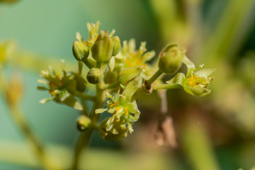 Avocado flowers (Persea americana)blooming, close view