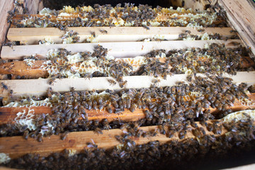 Bee honeycombs of honey