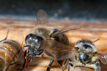 Bee honeycombs of honey