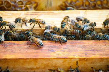Bee honeycombs of honey