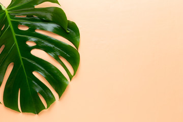 Fototapeta na wymiar Tropical Jungle Leaf, Monstera, resting on flat surface, isolated on white background.