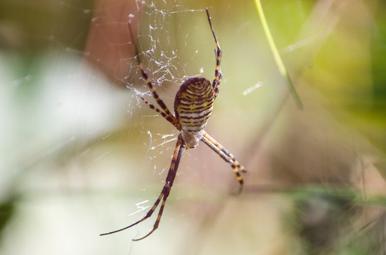 Banded Garden Spider on Web