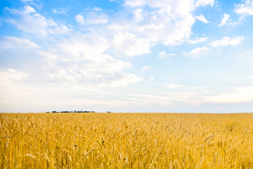 Blue with yellow as the flag of Ukraine field. Ukrainian character.
