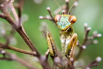 Mantis on twigs on a green background close-up