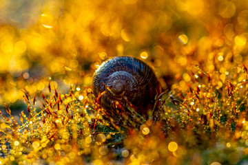 Gold abstract background with bokeh defocused lights