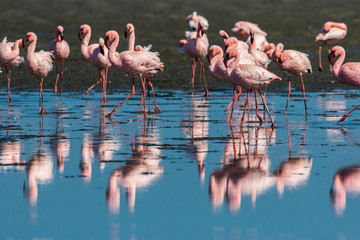 Pink flamingos
