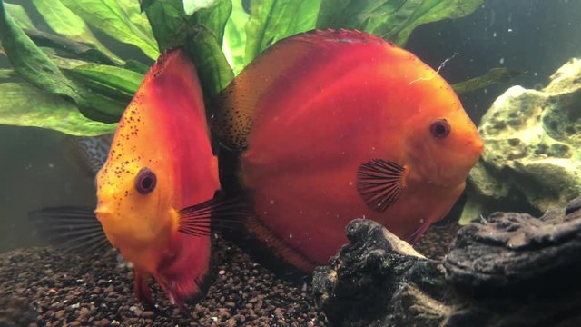 Diskusfisch im Aquarium
