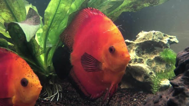 Diskusfisch im Aquarium