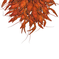 Boiled crawfish. Red crayfish isolated on white background