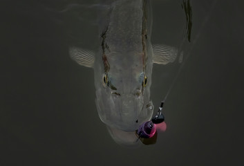 Caught pike fish in water. Fishing background