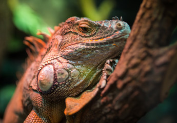 Resting leguan lizard in terrarium