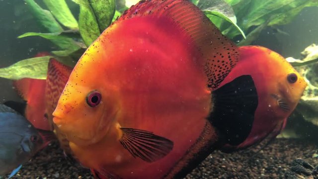 Diskusfisch im Aquarium
