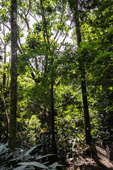 Obraz premium SÃO PAULO - MUSEU DO IPIRANGA