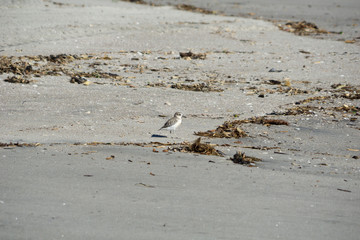 Endangered bird, New Zealand dotterel]