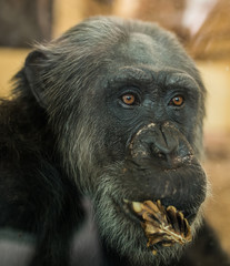 Portrait of african chimpanzee in zoo