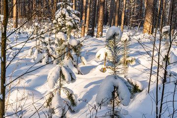 Closeup of Foliage in Forest in Sunny Winter, Abstract Background