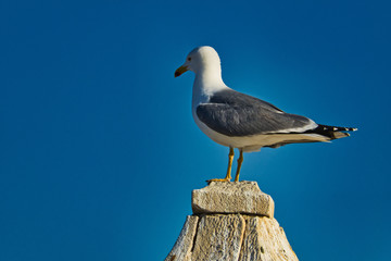 Fototapeta premium Gaviota mirando el mar
