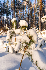 Closeup of Foliage in Forest in Sunny Winter, Abstract Background