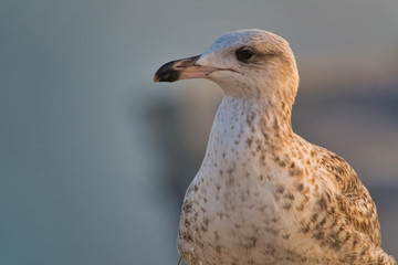 Gaviota joven