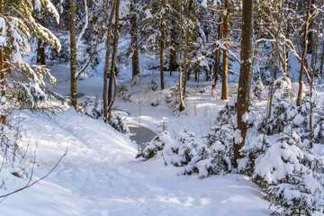Sunny Winter Day in Pine Tree Forest, Abstract Background
