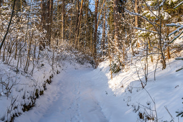 Sunny Winter Day in Pine Tree Forest, Abstract Background