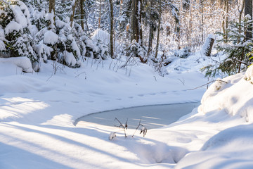 Sunny Winter Day in Pine Tree Forest, Abstract Background