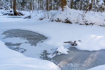 Sunny Winter Day in Pine Tree Forest, Abstract Background