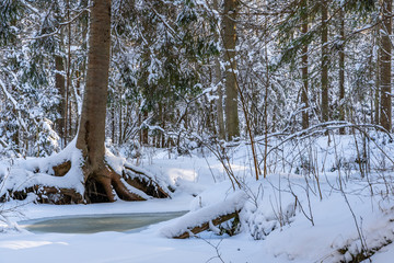 Sunny Winter Day in Pine Tree Forest, Abstract Background