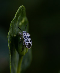 Black and white insect