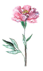 Flower peony hand-drawn watercolor and gouache on a white background