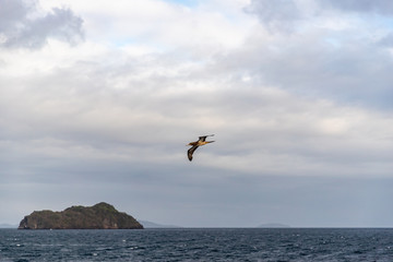 Saint Vincent and the Grenadines, grey booby flying