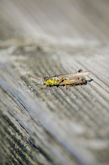 Red Legged Grasshopper on Wood