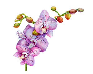Blooming branch of tropical pink orchid flower (aka moth orchids, Phalaenopsis)- botanical illustration. Hand drawn watercolor painting isolated on white background. © arxichtu4ki