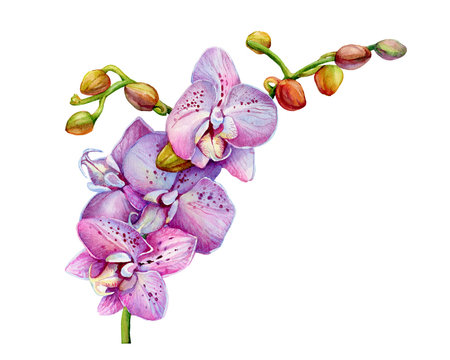 Blooming branch of tropical pink orchid flower (aka moth orchids, Phalaenopsis)- botanical illustration. Hand drawn watercolor painting isolated on white background.