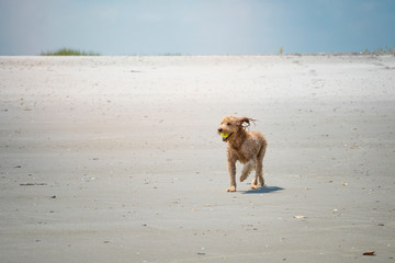 Golden Doodle Beach Day