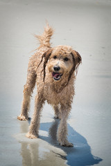 Golden Doodle Beach Day