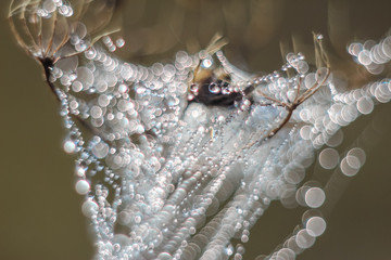 Close-up of abstract drops on a spider web with variable focus and blurred background in the rays of the rising sun. Blur and soft focus.
