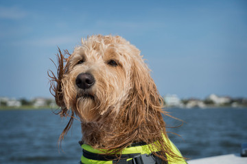 Golden Doodle Close up