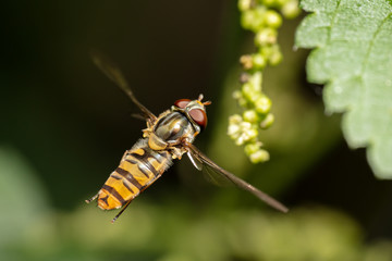 hovering hoverfly