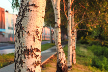 Several birch trees with a deep morning dawn with highlights in the orange rays of the summer sun at the road against the industrial warehouse with highlights of light. Toned in orange colour.