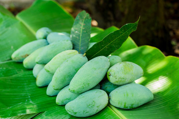 tropical Thai green mango is popular fruit on banana leaf, mango has a unique flavor with sour tasty and high vitamin C, good for for healthy and dietary.