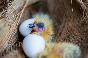 little pigeon in the nest , baby birds just hatching from egg, startup concept