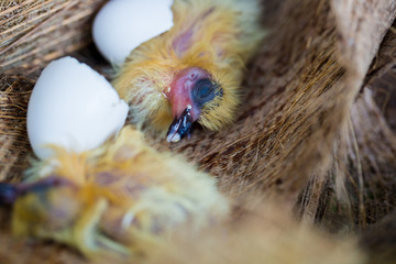 little pigeon in the nest , baby birds just hatching from egg, startup concept