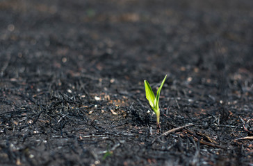 image - nature and its strength 