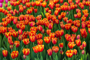 Orange tulip in garden.